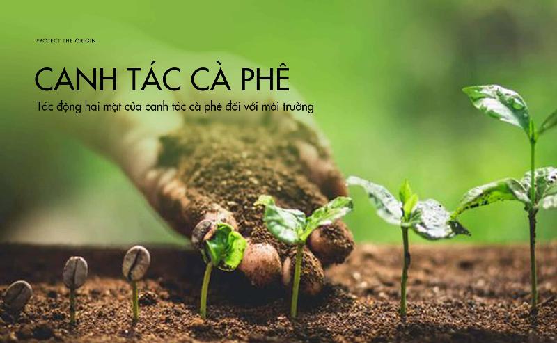 Nông trại cà phê hữu cơ với cây che bóng mát, thể hiện canh tác bền vững